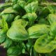 Органические семена базилика 0.1 гр. "Natural Green"