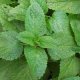 Органические семена мелиссы 0.1 грамма "Natural Green"