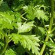 Органические семена петрушки 0.4 гр. "Natural Green"