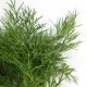 Органические семена укропа 0.24 гр - Natural Green