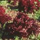 Органические семена красного листового салата 0.4 грамма "Natural Green"