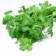 Органические семена кореандра (кинза) 0.5 гр. "Natural Green"