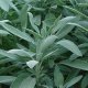 Органические семена шалфея 0.6 грамм - Natural Green
